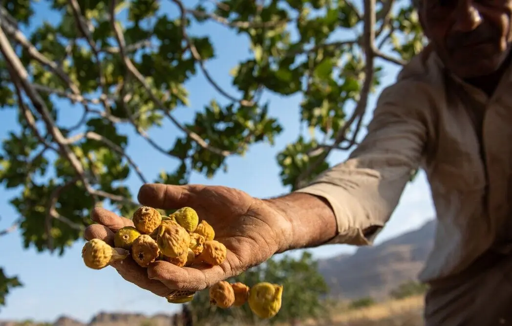 Arranca la cosecha de higos en Estahban, Irán: 17.000 a 18.000 toneladas y tres cuartas partes para exportación