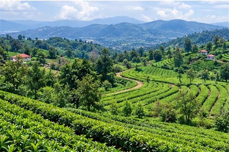 El té de Gilan, bajo presión: cae la producción, siguen los impagos a los cultivadores y continúan las importaciones