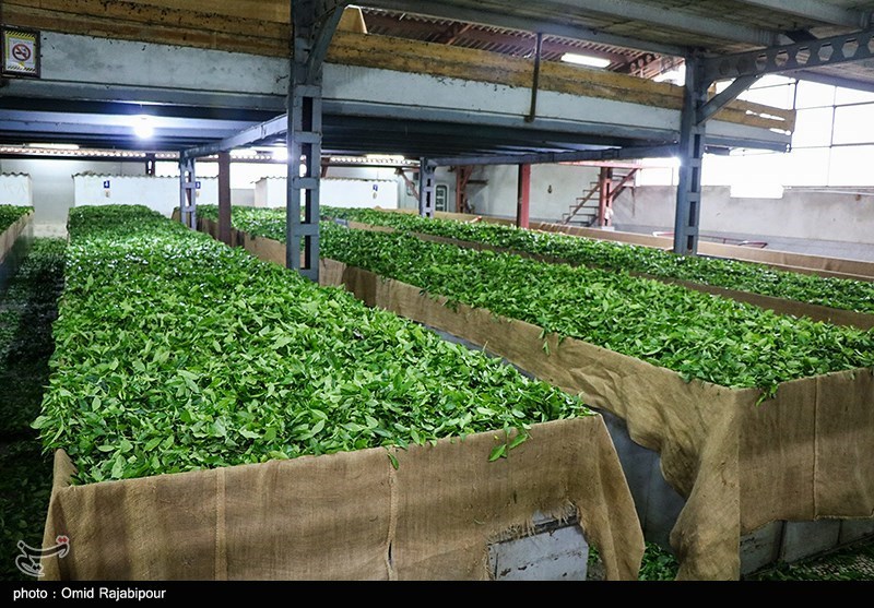 Iran kauft 104.000 Tonnen grüne Teeblätter, 78 Prozent der Bauernforderungen beglichen