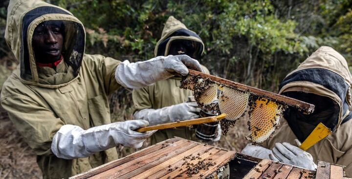 Exportações de mel do Irã caem 37,1% enquanto comércio mundial sobe para US$ 2,48 bilhões