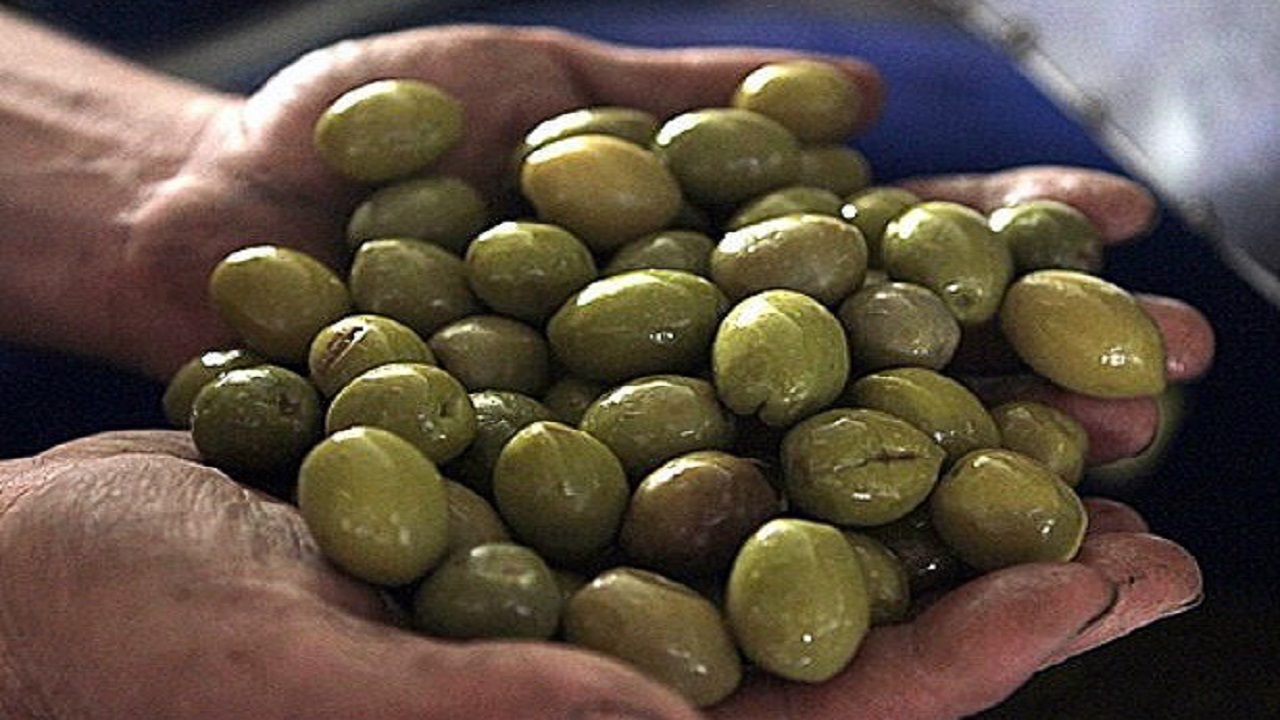 Iran peilt mehr als 40.000 Tonnen Olivenexporte an, Anbauregion Tarom bleibt beim Rohverkauf