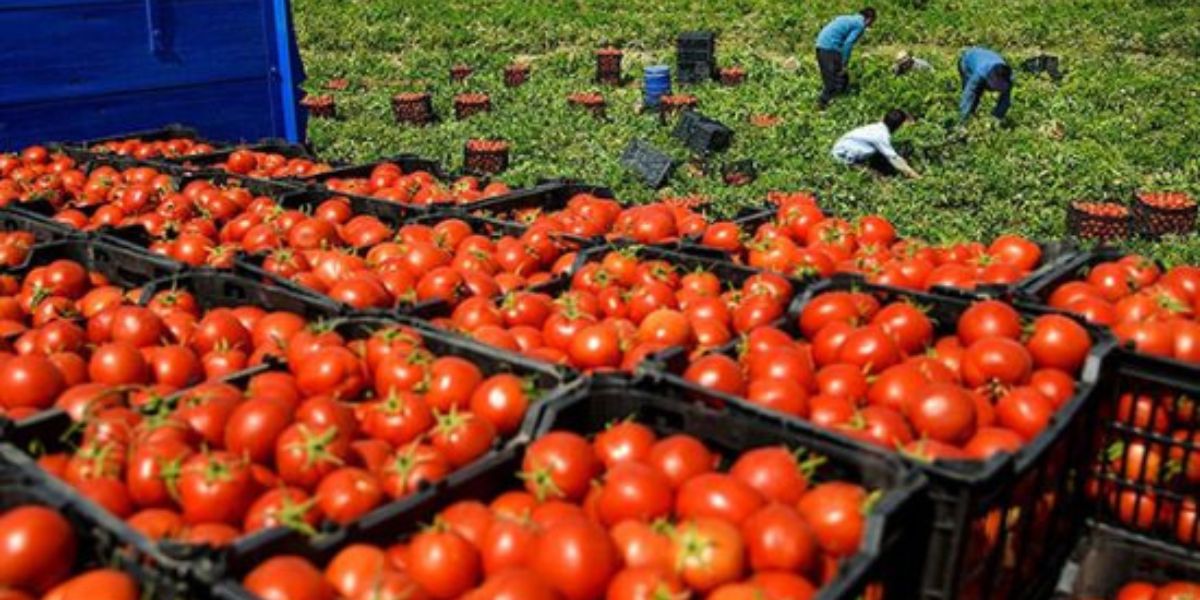 Irak verbietet sämtliche Tomatenimporte zum Schutz heimischer Erzeuger