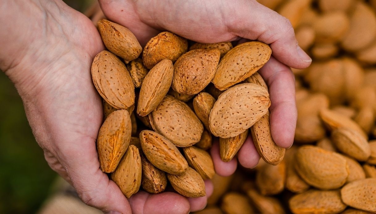 Italiens Mandelproduktion sinkt um 29,7 %, Importe erreichen fast das Inlandsvolumen