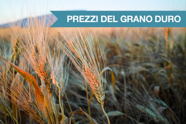 Trigo duro italiano sobe pela terceira semana e amplia pressão sobre fabricantes de massa