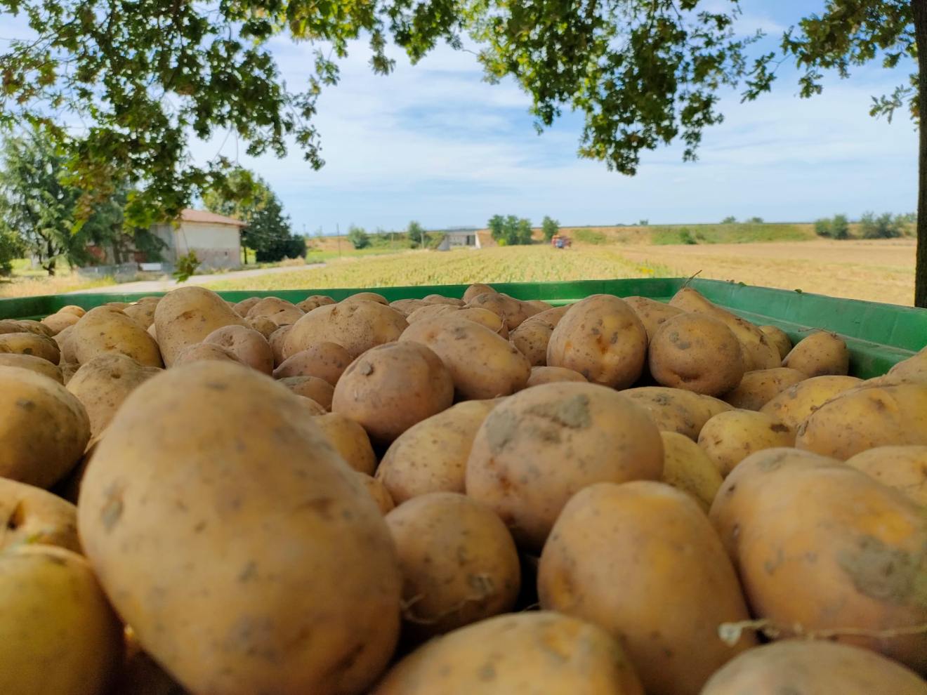 La Bolsa de la Patata italiana prevé subidas de precios por el calor y la sequía