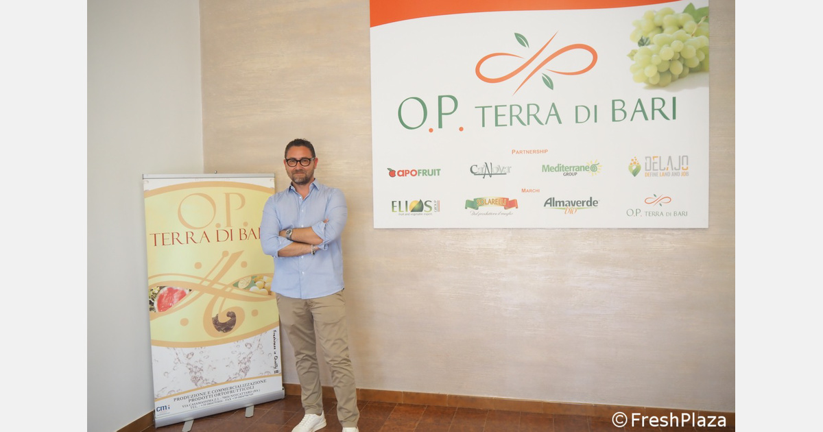 Uva de mesa italiana enfrenta preços baixos, calor extremo e concorrência externa