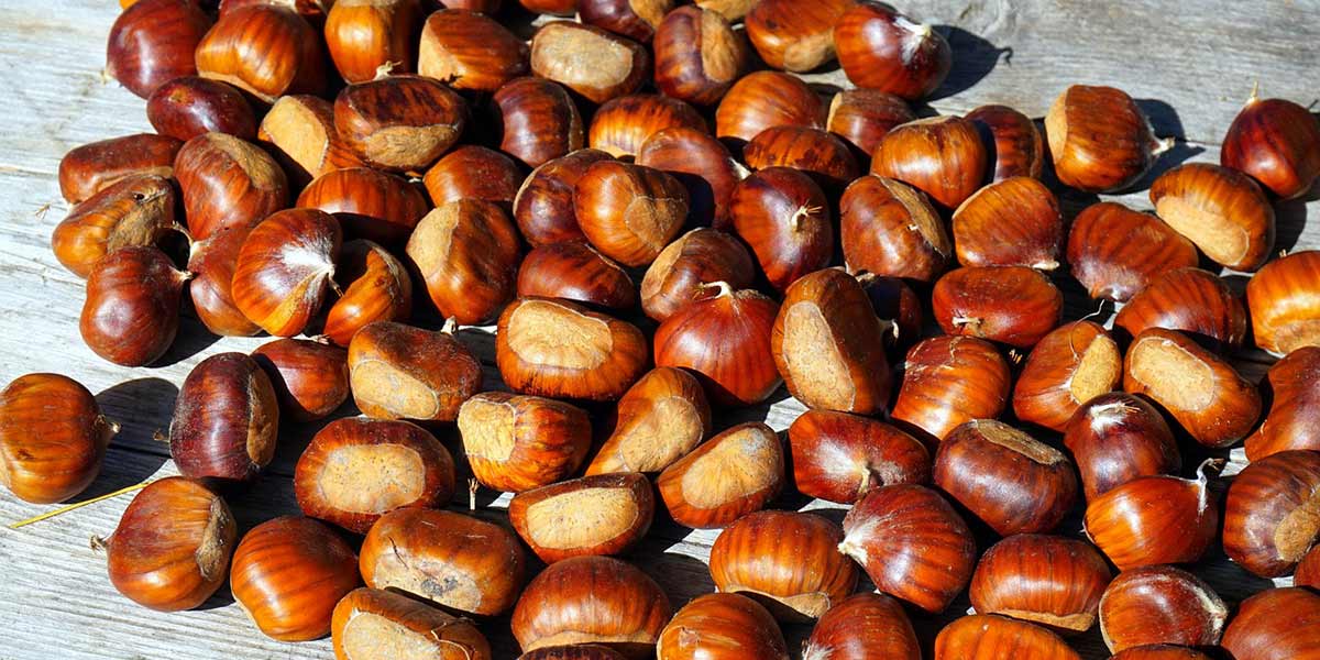 La récolte italienne de châtaignes reculera de plus de 25% en 2026 après le record de 2025