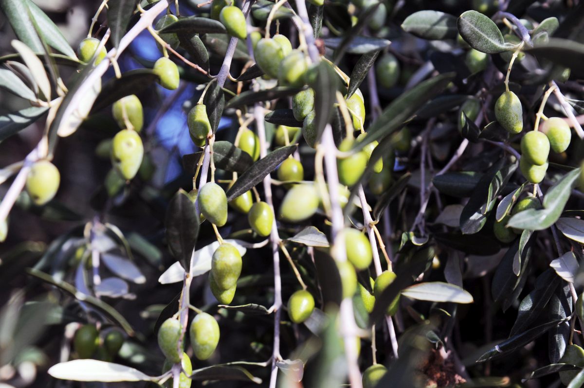 El retroceso agrícola de Italia aumenta su dependencia de cereales y aceite importados