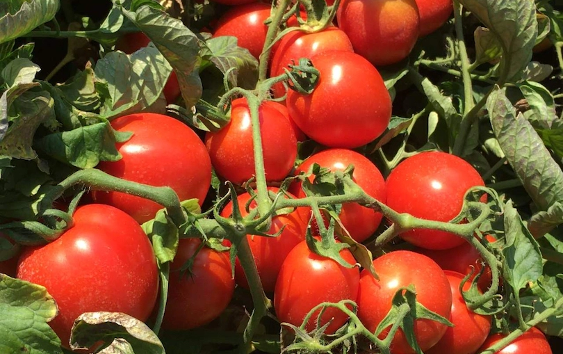 Italia eleva a 6,35 millones de toneladas su previsión de tomate para industria