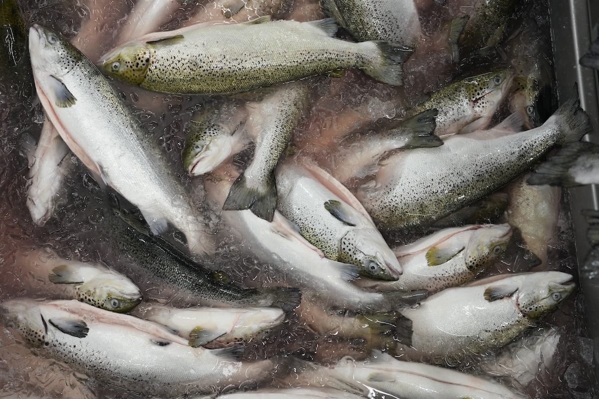 El creciente consumo de salmón en Italia depende casi por completo de las importaciones