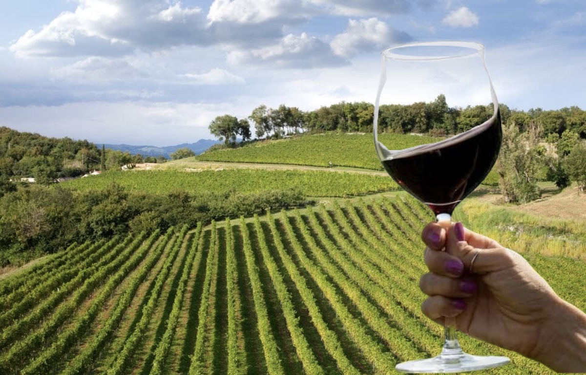 Italian wine stocks reach 42.6 million hectolitres as calls grow for a vineyard-first policy