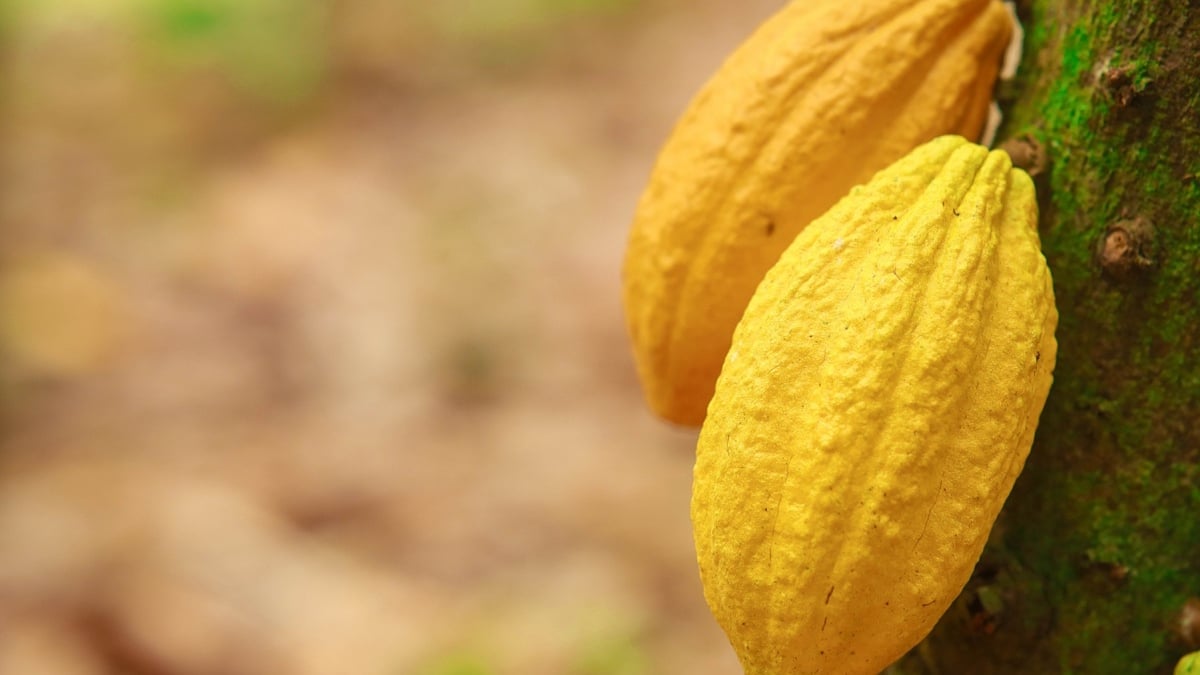 Kakao aus Côte d'Ivoire: Doppeltes Risiko für Qualität und Erntemenge