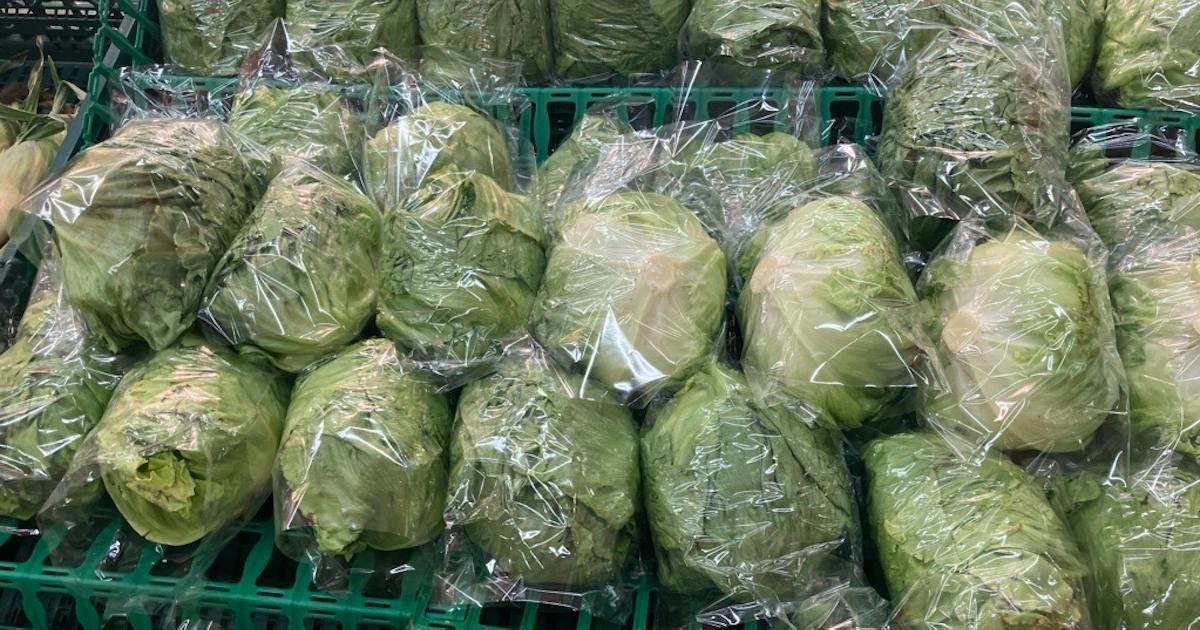 Japans Salat-Großhandelspreise steigen nach Dauerregen um 80 %