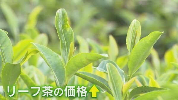 Matcha Boom Lifts Japan's Tea Exports as Regional Tea Firms Hit Decade-High Failures