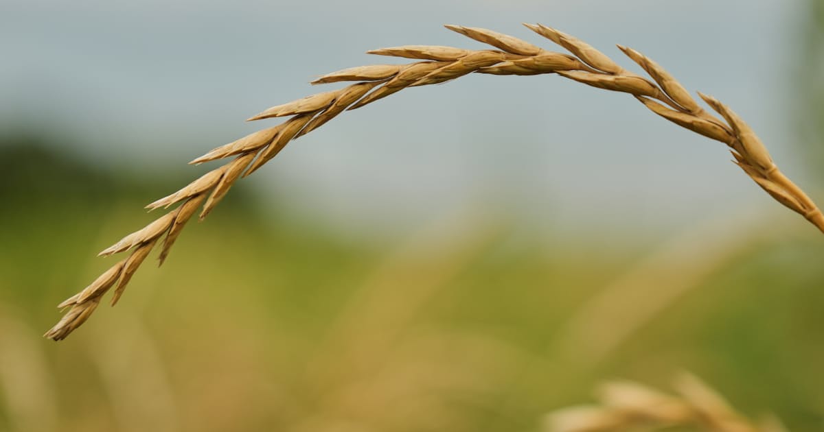 Japão elevará em 12% o preço do trigo importado para máxima de três anos e meio