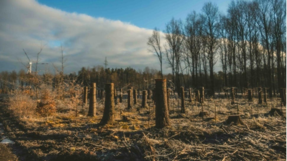La demanda japonesa de pellets de madera de Indonesia se dispara más de un 500% y reaviva la alarma por la deforestación