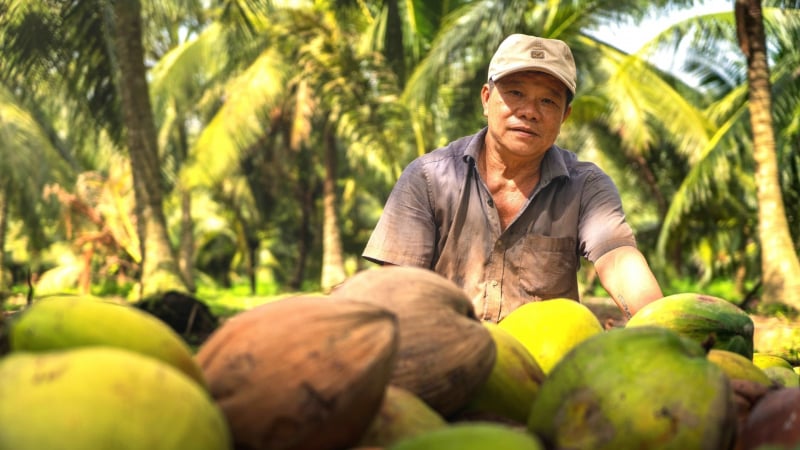 Empresas japonesas proponen un proyecto de carbono para 100.000 hectáreas de coco en Vietnam