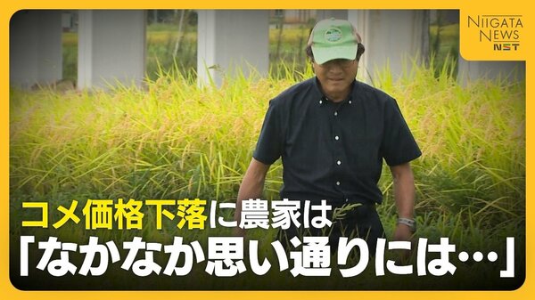 Les riziculteurs japonais sous pression après le passage de la pénurie à l’excédent