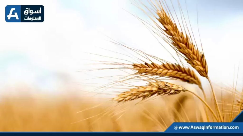 Jordania compra 60.000 toneladas de trigo para reforzar sus reservas estratégicas