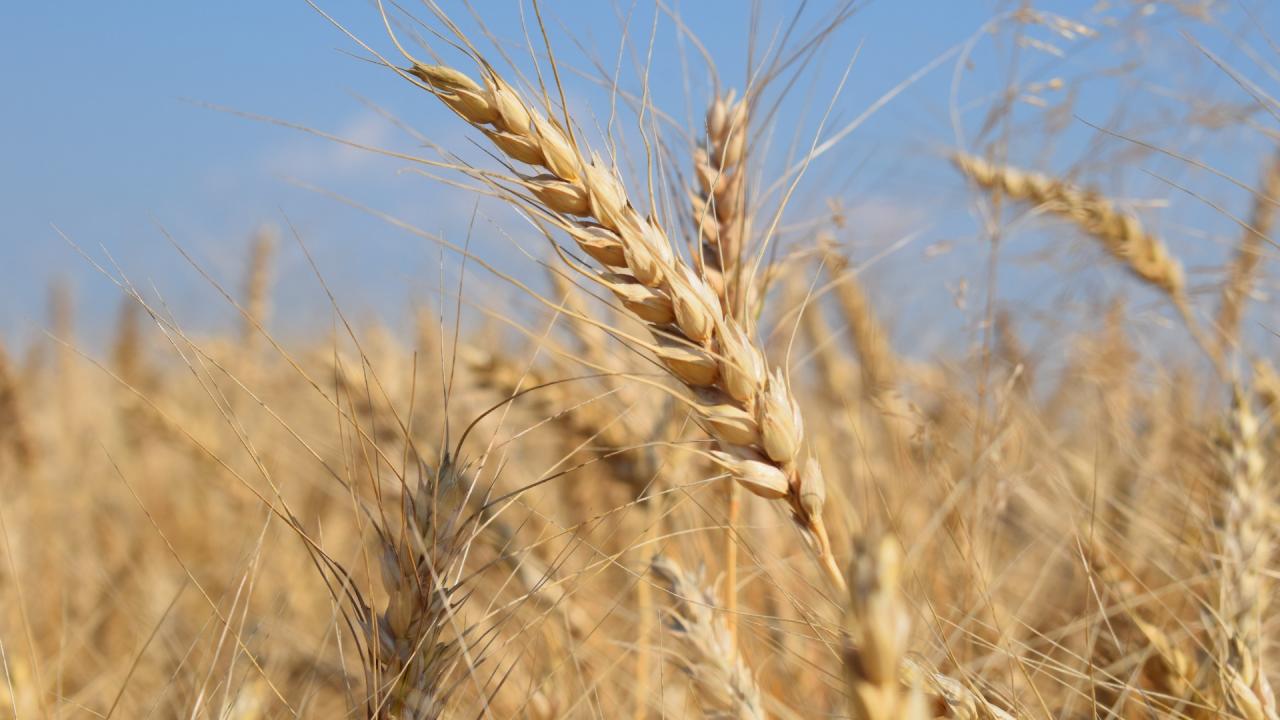 Kasachstans Landwirte geben Weichweizen auf, weil billigeres russisches Getreide den Markt bestimmt
