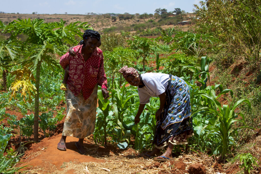 La salvaguardia azucarera de Kenia en la COMESA expira tras 24 años y los diputados piden nueva protección
