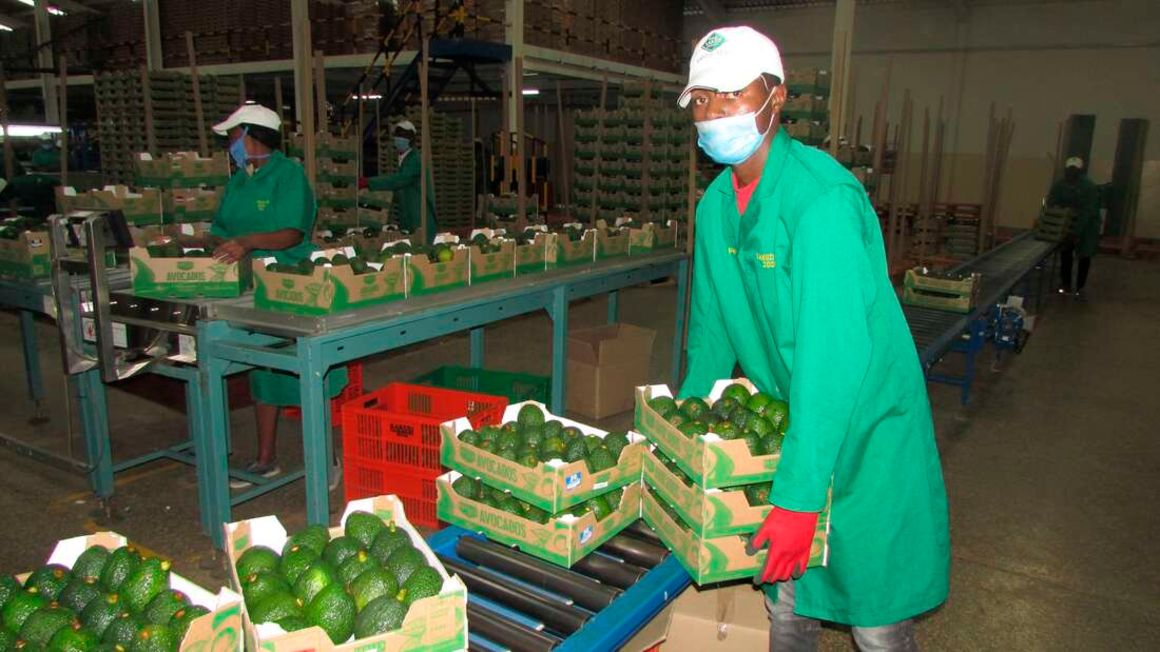 Kenias monatliche Einnahmen aus Fruchtexporten steigen um 19,8% auf 5,70 Mrd. KSh