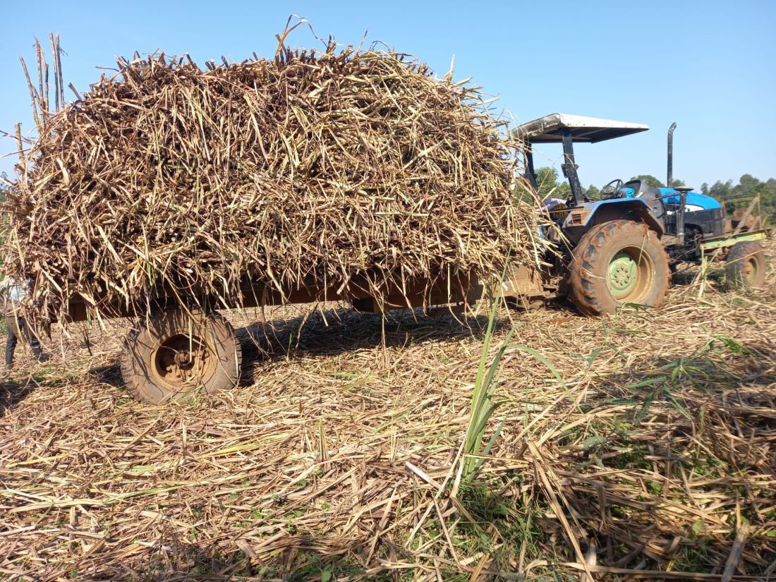 Las reformas azucareras de Kenia elevan las entregas de caña y los ingresos a Sh33.500 millones