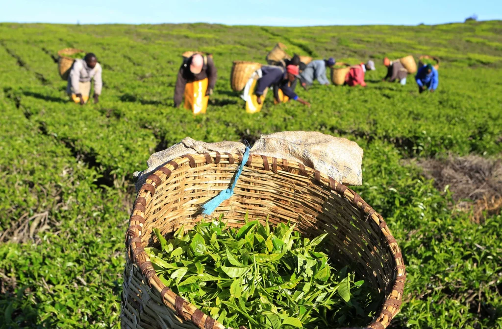 Cuatro años de reformas del té en Kenia elevan los pagos a los agricultores y los ingresos por exportación
