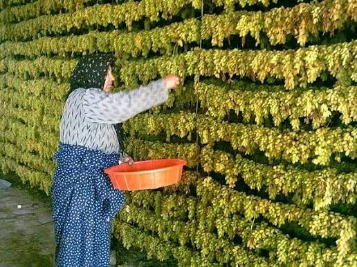 Khalilabad reforça controle das exportações de uvas-passas para proteger reputação