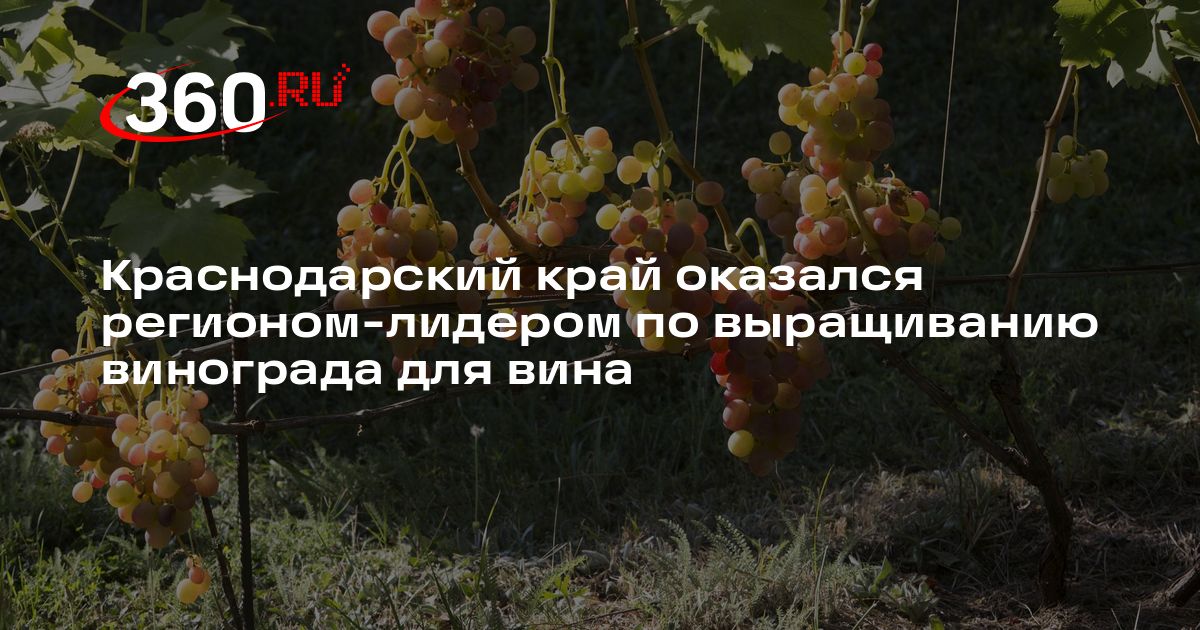Region Krasnodar führt Russlands Weintraubenernte 2026 an — beste Ernte seit zehn Jahren erwartet