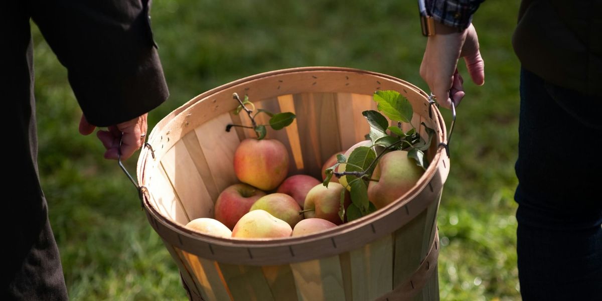 Le marché alimentaire kirghiz se tourne vers les fruits au détriment des pommes de terre