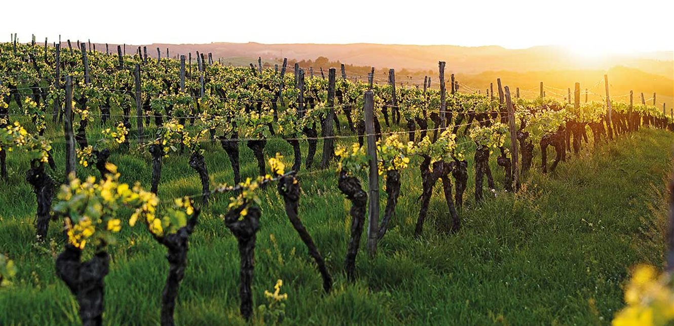 Libanon startet nationale Initiative für Weinproduktion und stärkere Marktpräsenz