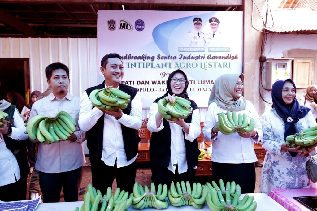 Lumajang Farmer-Company Partnership Prepares Cavendish Bananas for Export