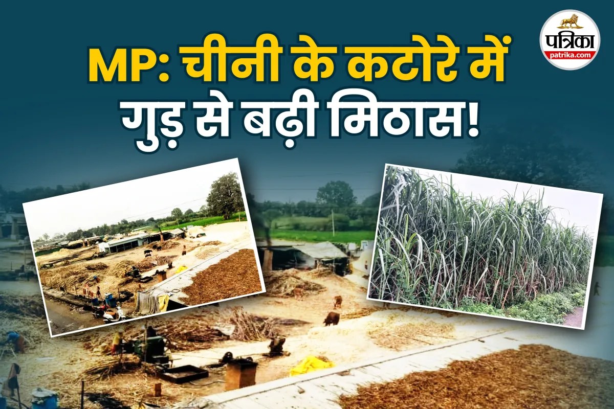 Atrasos de usinas desviam cana de Madhya Pradesh para produção de jaggery