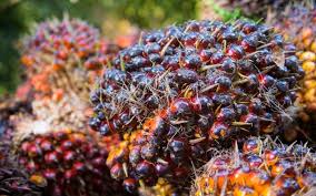 Malaysia erwartet 2027 stabile Palmölexporte von rund 16 Millionen Tonnen