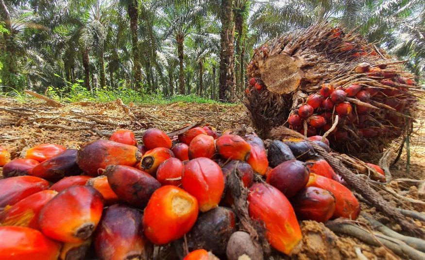 Malaysias Palmölbestände steigen um 7,48 Prozent bei rückläufigen Exporten