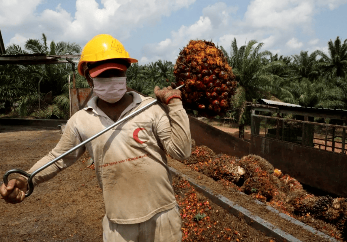 El aceite de palma de Malasia se aleja de su máximo de 21 meses por la caída de las exportaciones