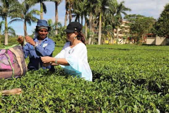 毛里求斯寻求新投资以振兴茶叶生产