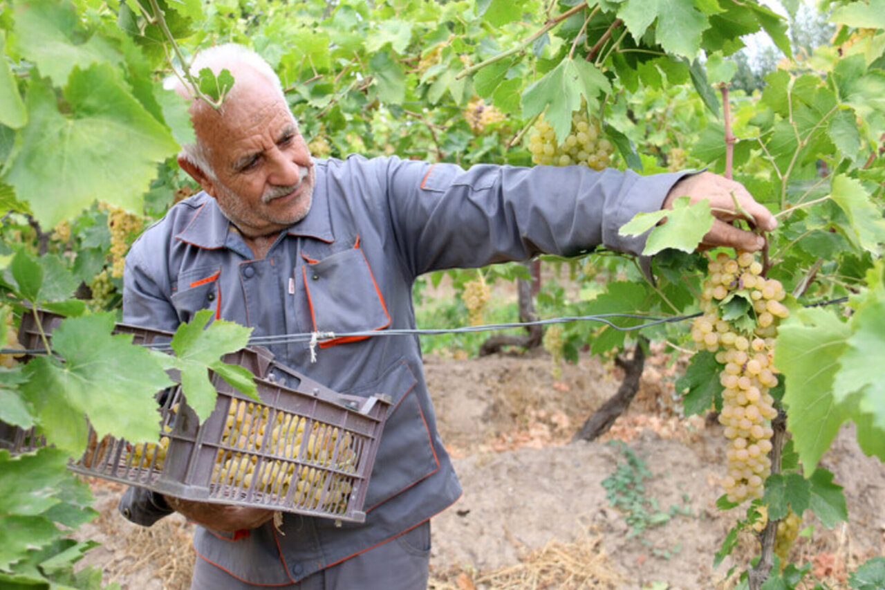 Meshgin Shahr prevé 30.000 toneladas de uva ante el aumento de los costes