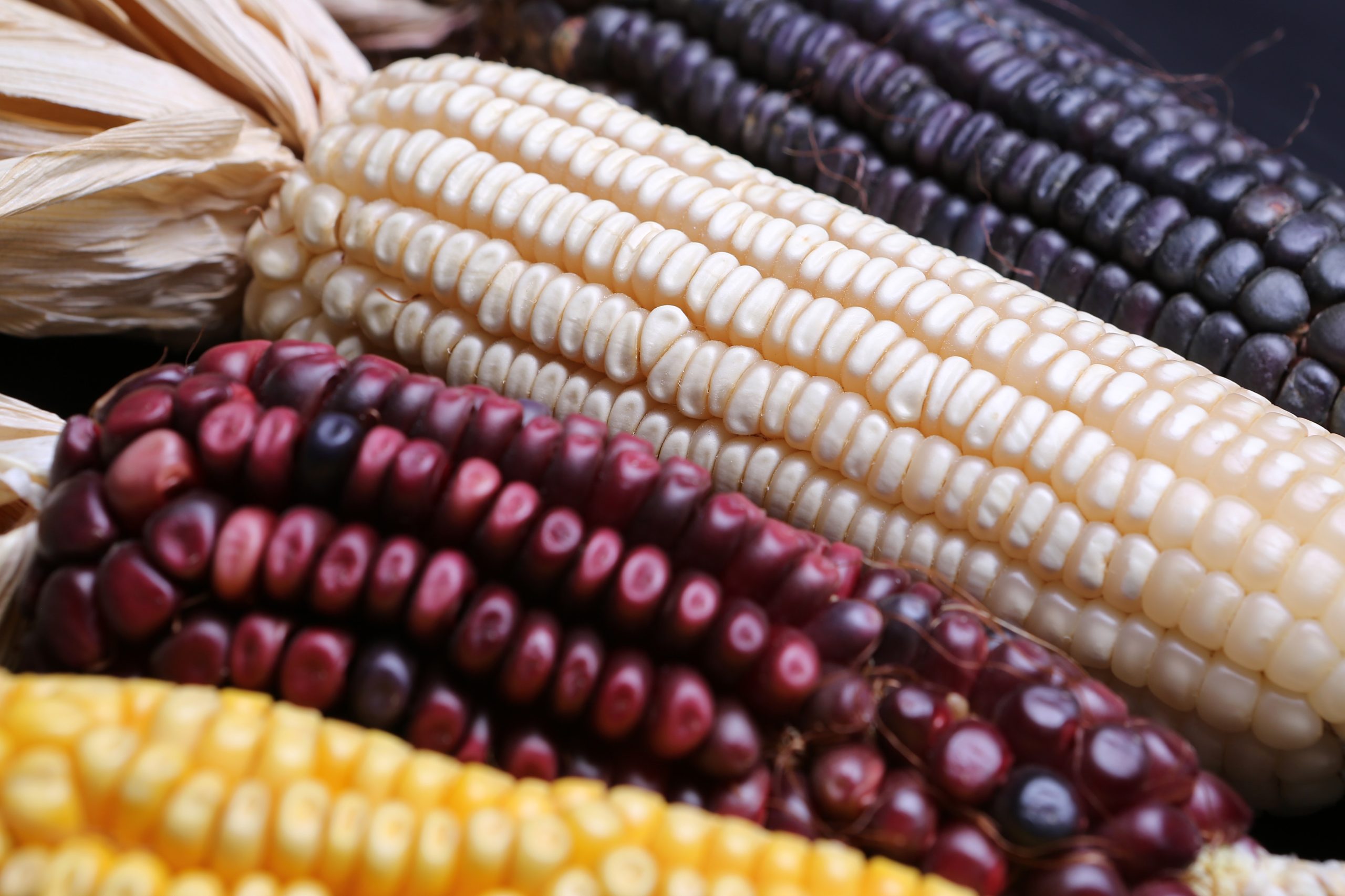 Mexico’s Corn Imports Exceed Domestic Output as Self-Sufficiency Goal Slips