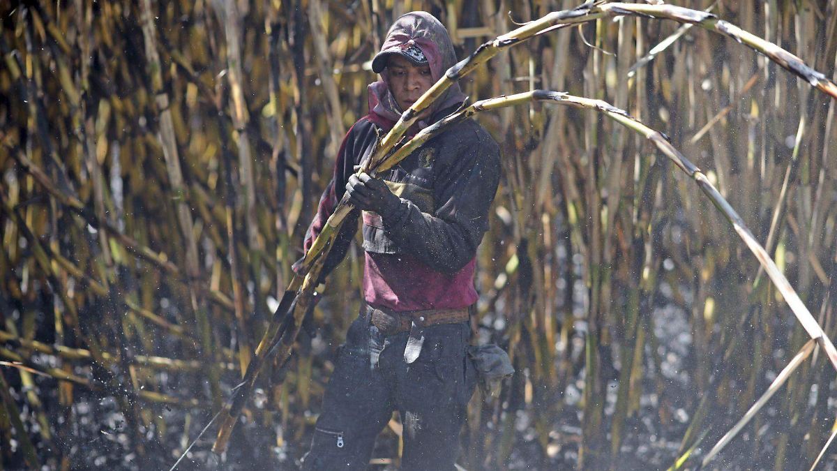 Conadesse: las importaciones frenan el paso de la caña mexicana a bioplásticos, papel y alimento para ganado