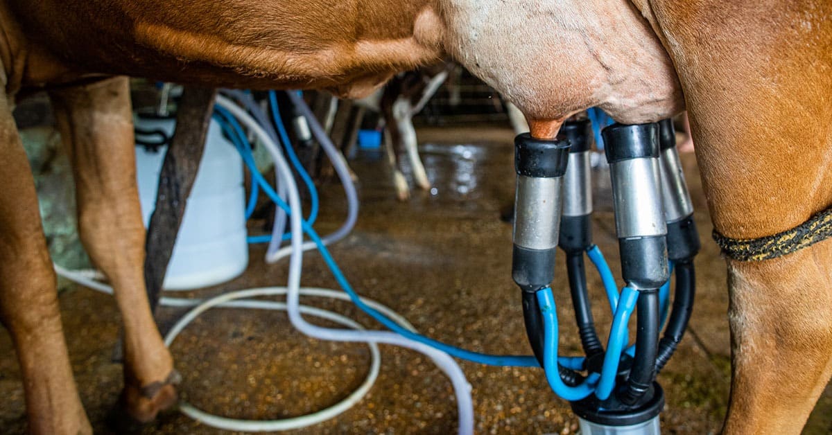 Milchpreis in Minas Gerais erreicht 3,02 R$ je Liter – Importe könnten den Anstieg bremsen