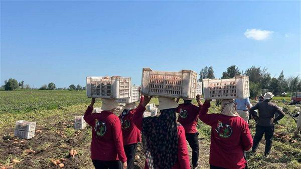 Minya startet erste exportorientierte Süßkartoffelernte im Rahmen eines FAO-Pilotprojekts
