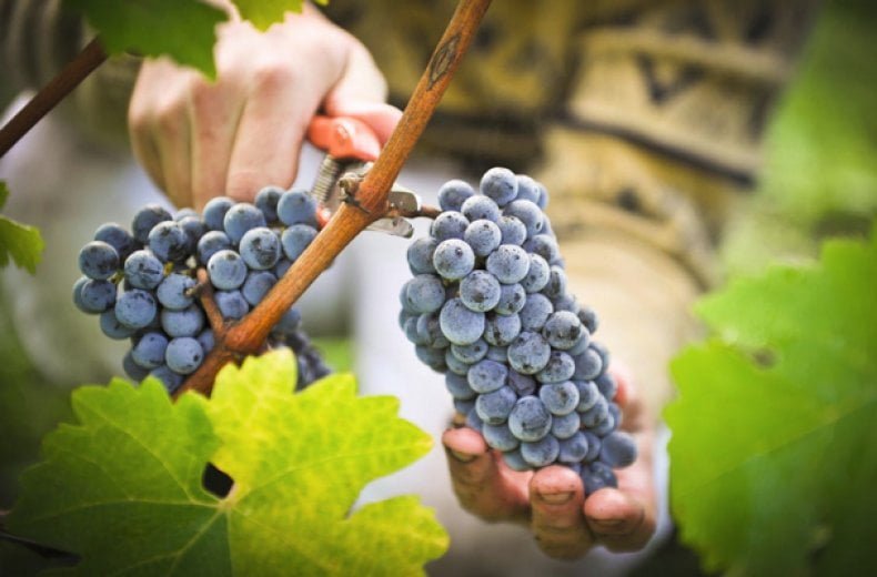 Moldaus Weinlese beginnt nach Frostschäden zwei Wochen später
