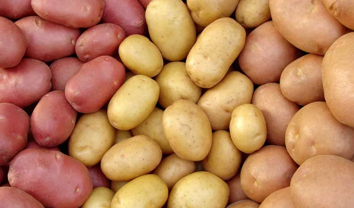 Moldau geht mit kleinerer und schlechterer Kartoffelernte in den Winter, während Europas Produktion einbricht