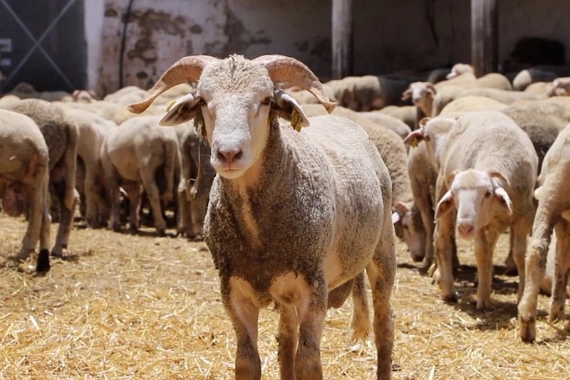 Hohe Schaf- und Rindfleischpreise in Spanien und Brasilien bremsen Marokkos Fleischimporte