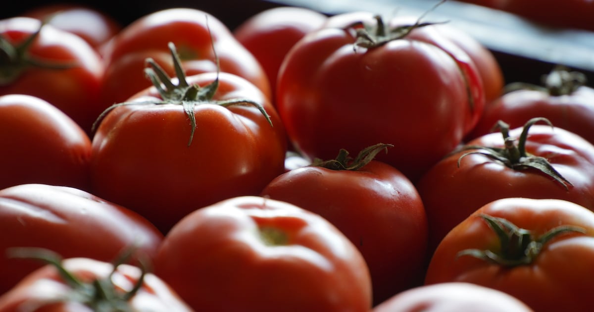 Marokko übertrifft Spanien bei EU-Tomatenlieferungen zum zweiten Mal in Folge