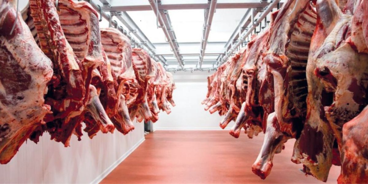 Morocco sheep meat prices hit record highs as herders hold back ewe lambs to rebuild flocks