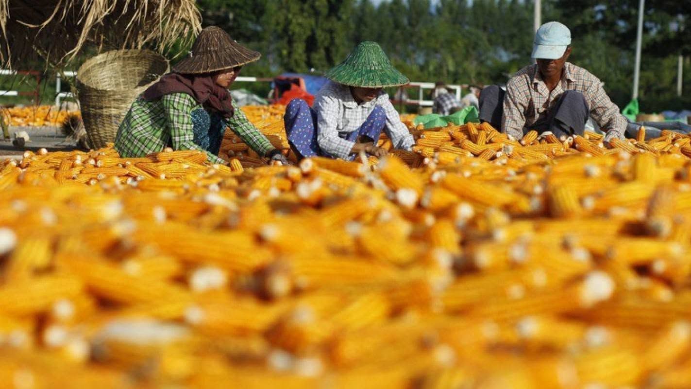 Myanmar envía cerca de un millón de toneladas de maíz a Tailandia libres de arancel