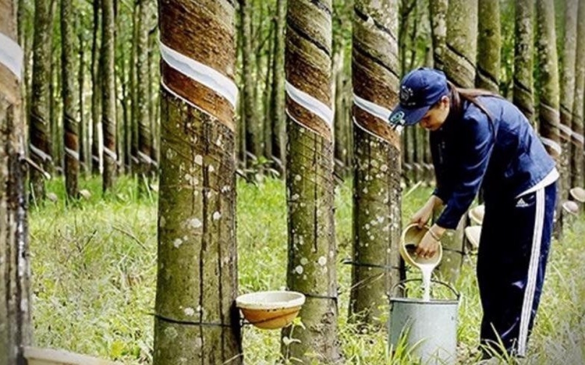 Naturkautschuk wird knapper, da Wetterprobleme Asiens Produktion belasten